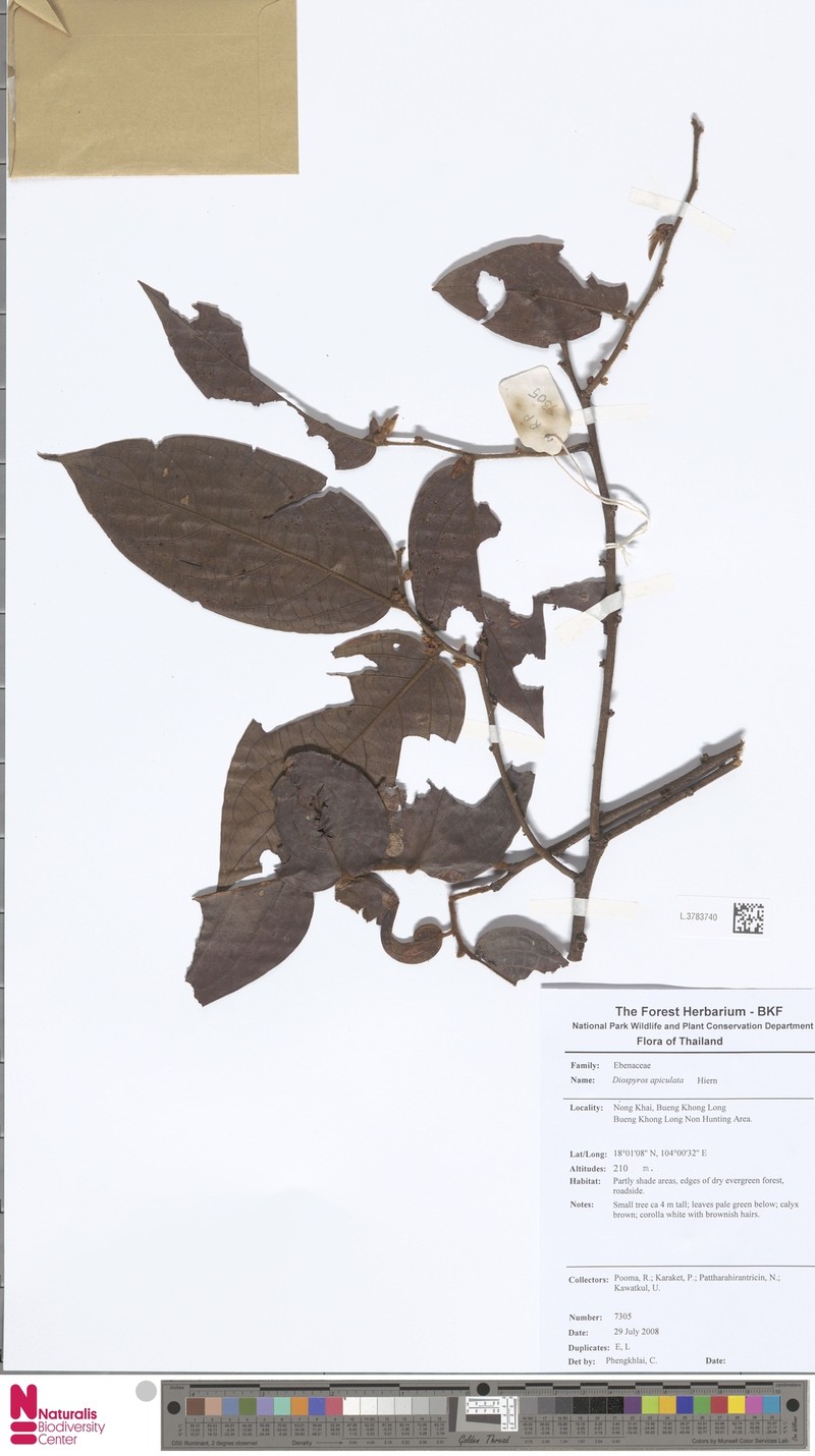 Diospyros apiculata photo 5