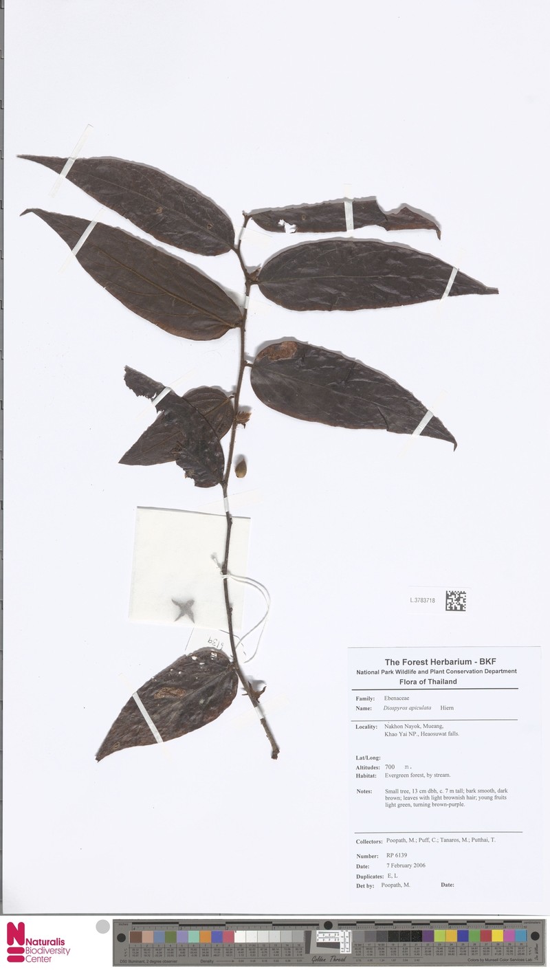 Diospyros apiculata photo 6