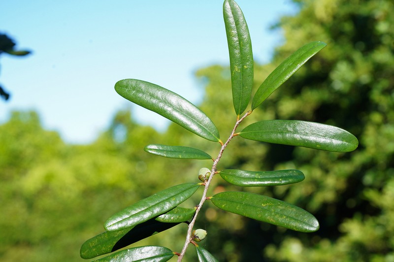 Diospyros arenicola