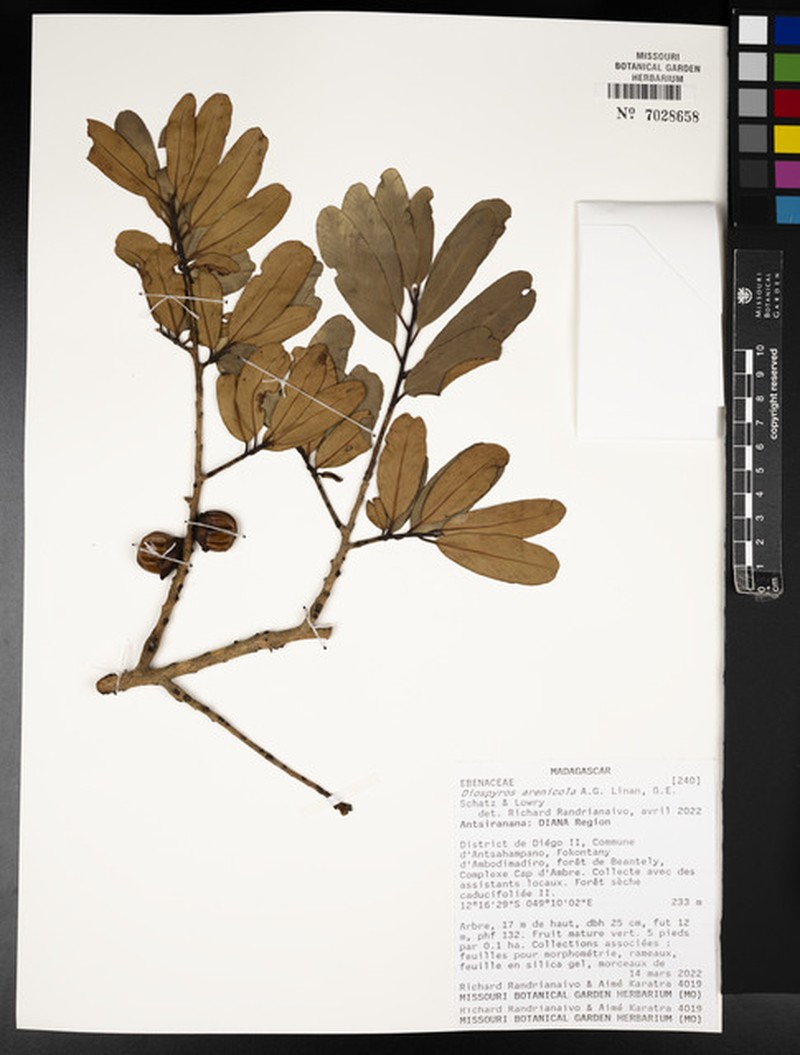 Diospyros arenicola photo 2