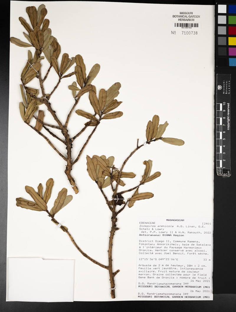 Diospyros arenicola photo 3
