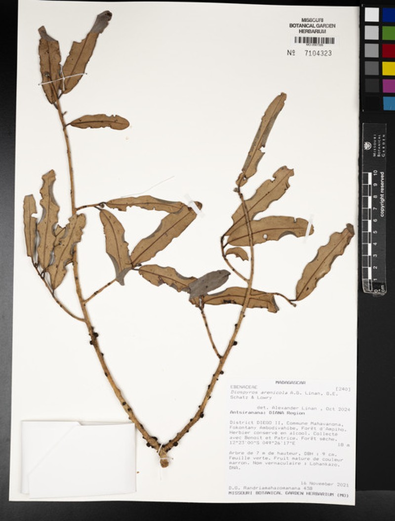 Diospyros arenicola photo 4