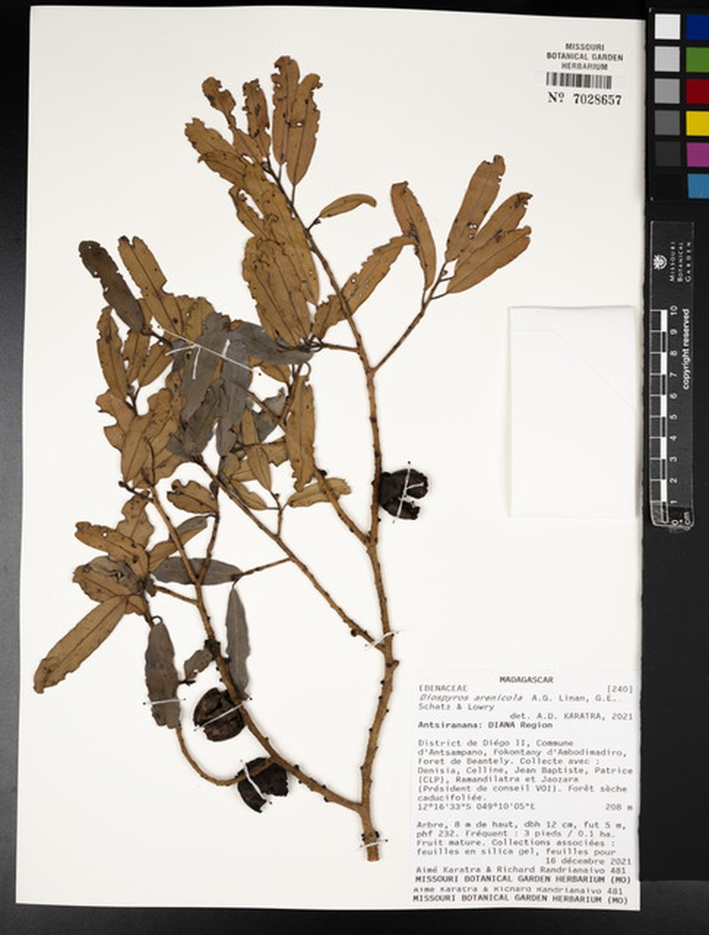 Diospyros arenicola photo 5