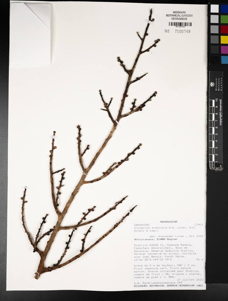 Diospyros arenicola photo 6