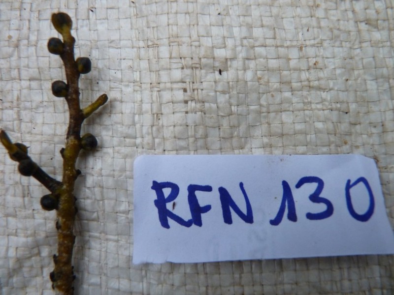 Diospyros arenicola photo 7