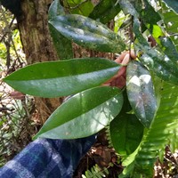 Diospyros areolata