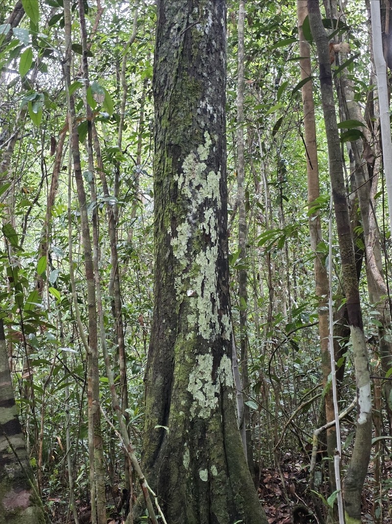Diospyros areolata photo 2
