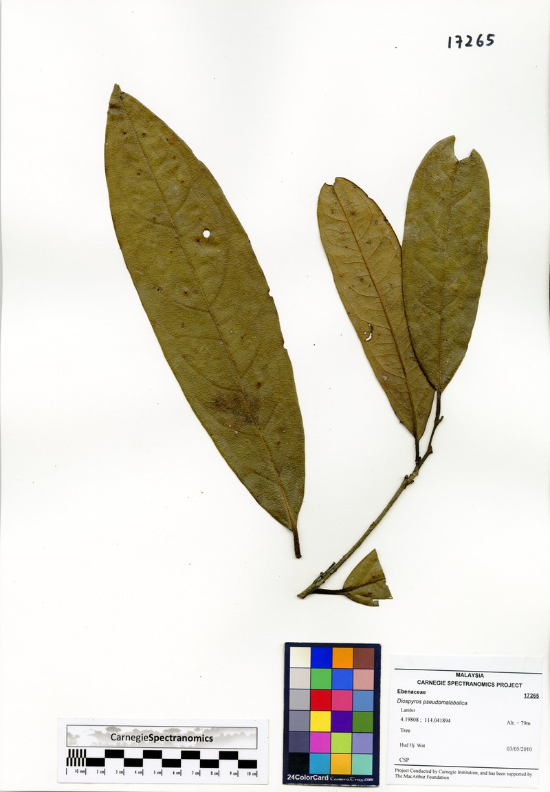 Diospyros areolata photo 4