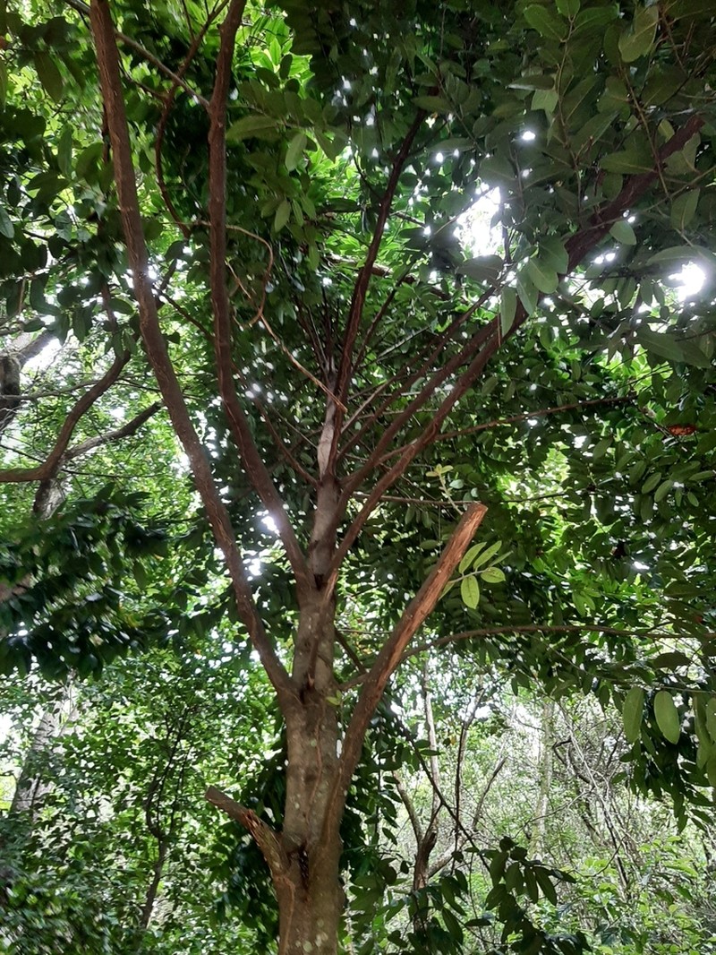 Diospyros areolata photo 5