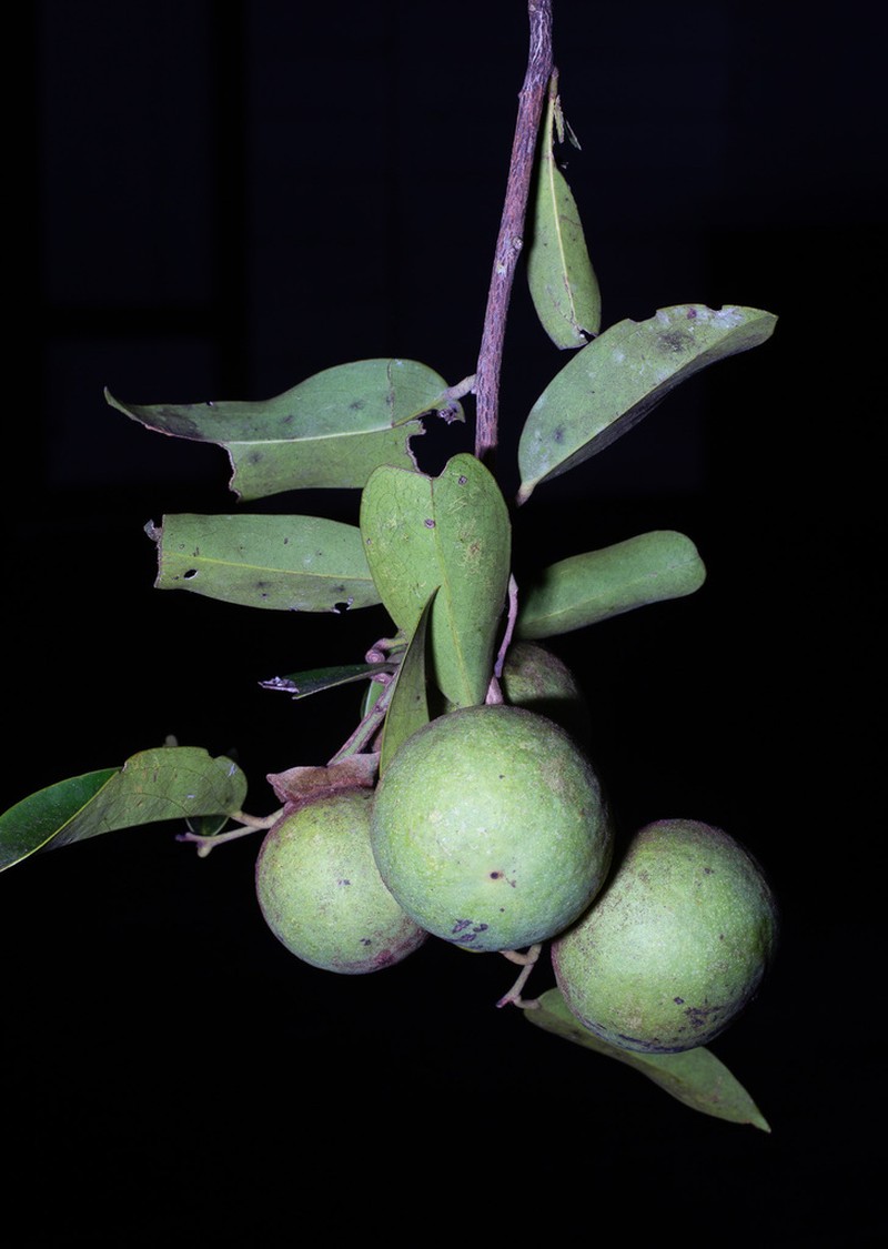 Diospyros areolata photo 6
