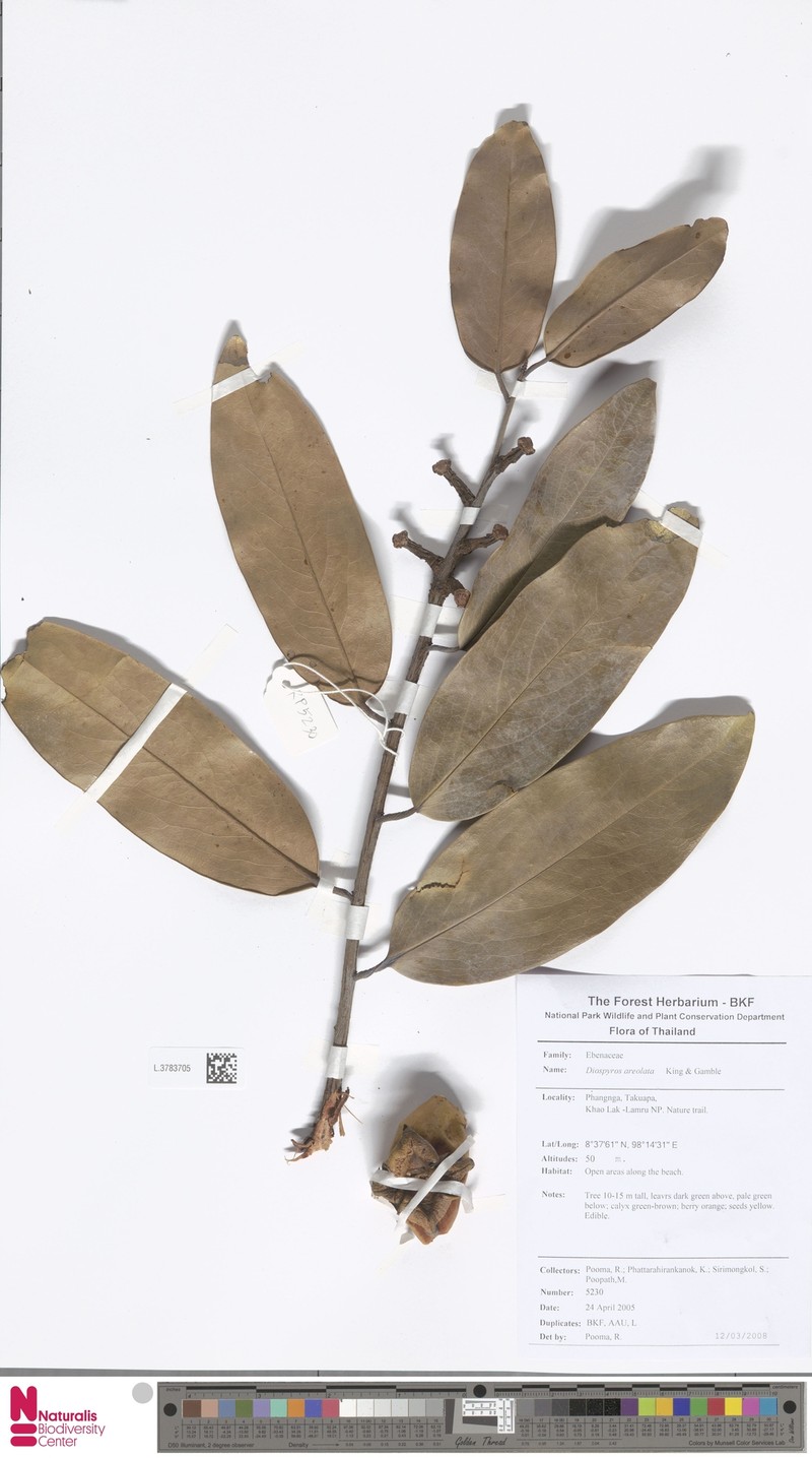 Diospyros areolata photo 7