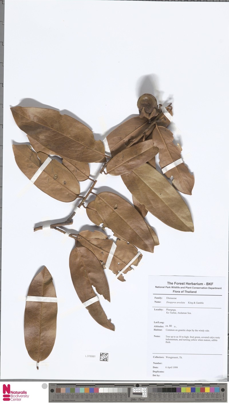 Diospyros areolata photo 8