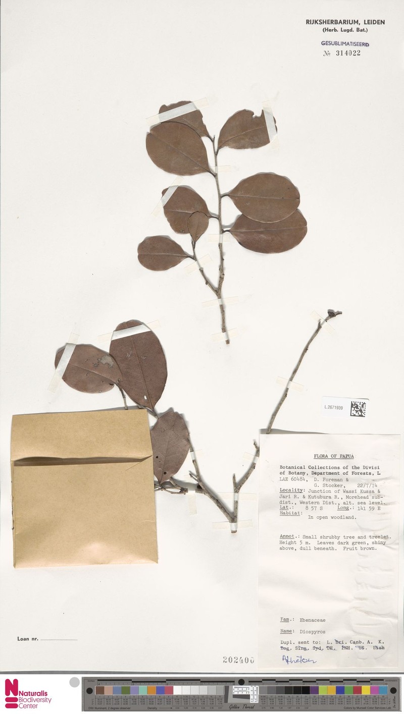 Diospyros areolifolia