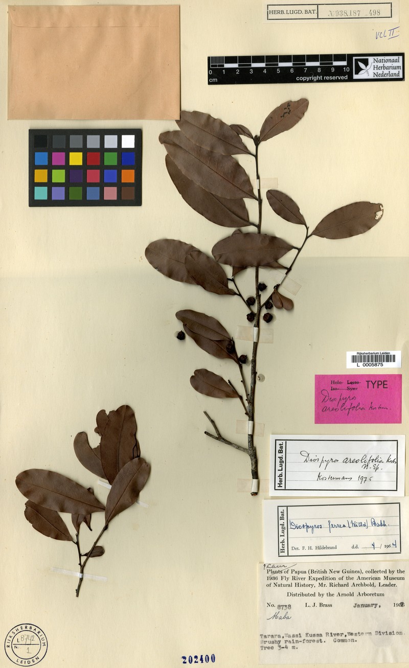Diospyros areolifolia photo 2