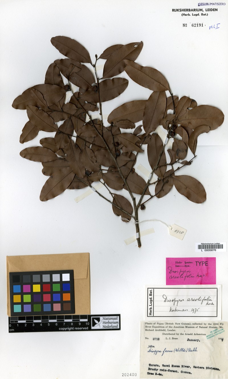 Diospyros areolifolia photo 3