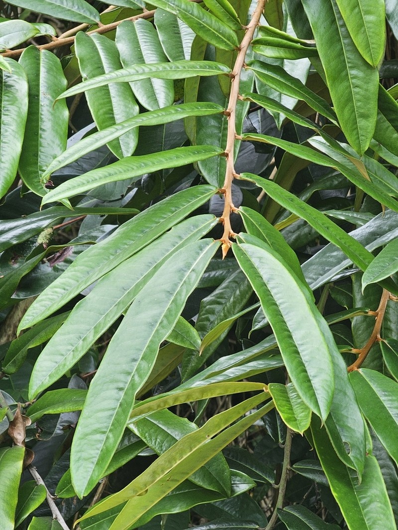 Diospyros argentea