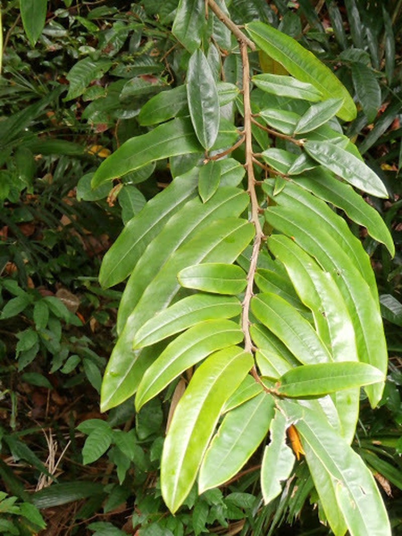 Diospyros argentea photo 2