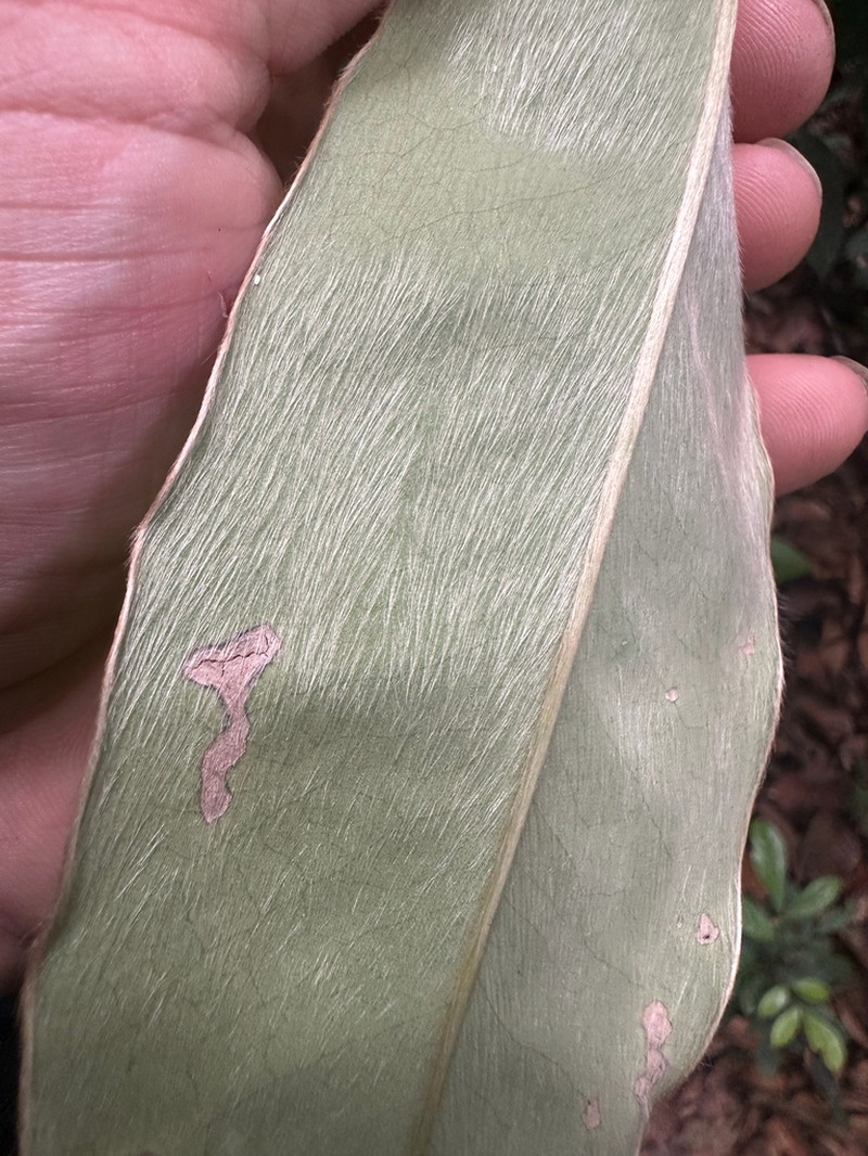 Diospyros argentea photo 3