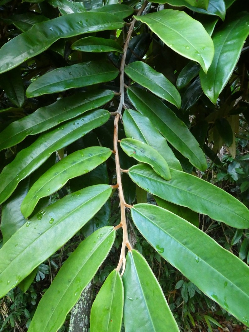 Diospyros argentea photo 5