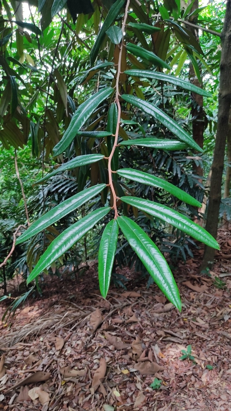 Diospyros argentea photo 6