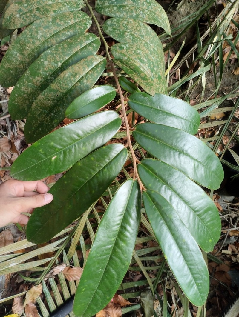 Diospyros argentea photo 7