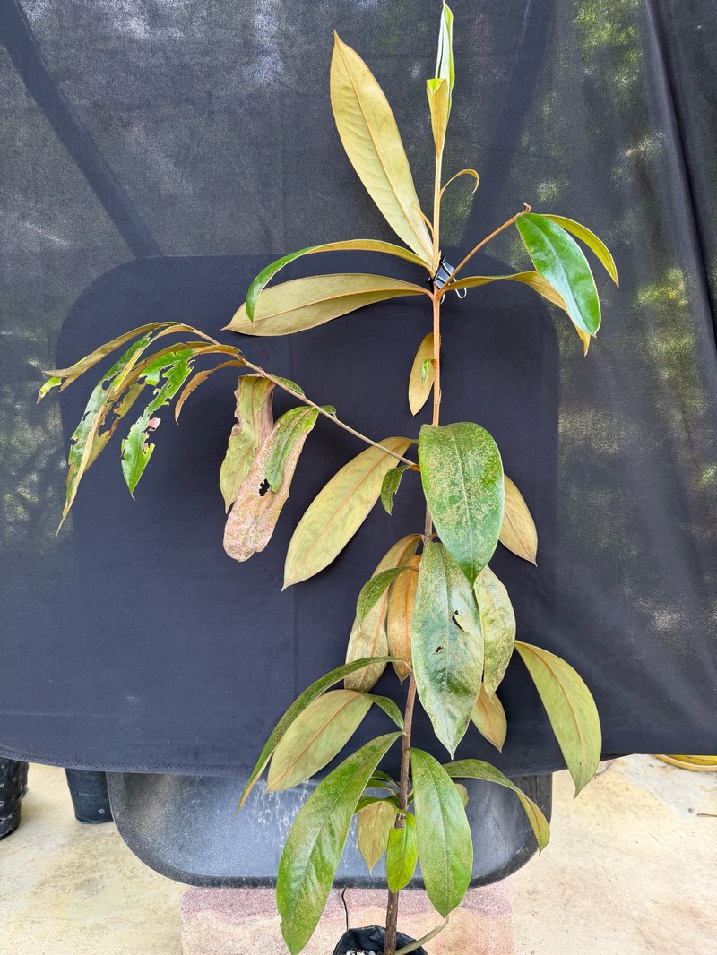 Diospyros argentea photo 8