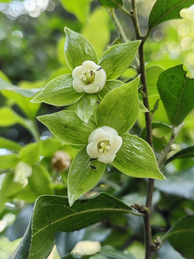 Diospyros armata