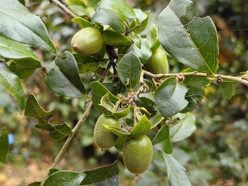 Diospyros armata photo 2