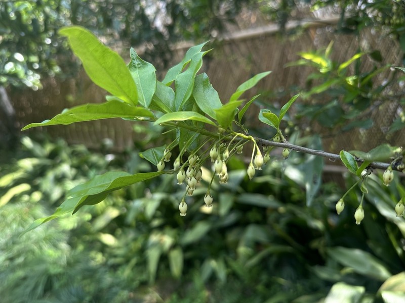 Diospyros armata photo 3