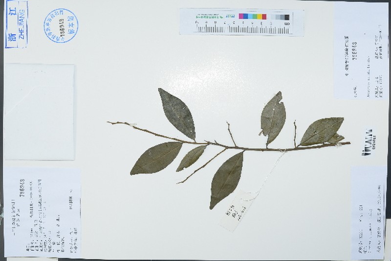 Diospyros armata photo 4