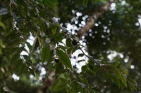 Diospyros artanthifolia