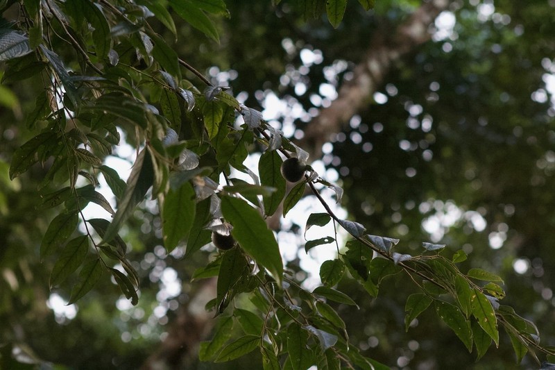 Diospyros artanthifolia