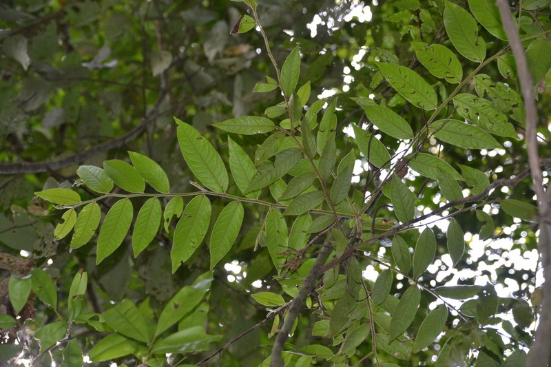 Diospyros artanthifolia photo 2