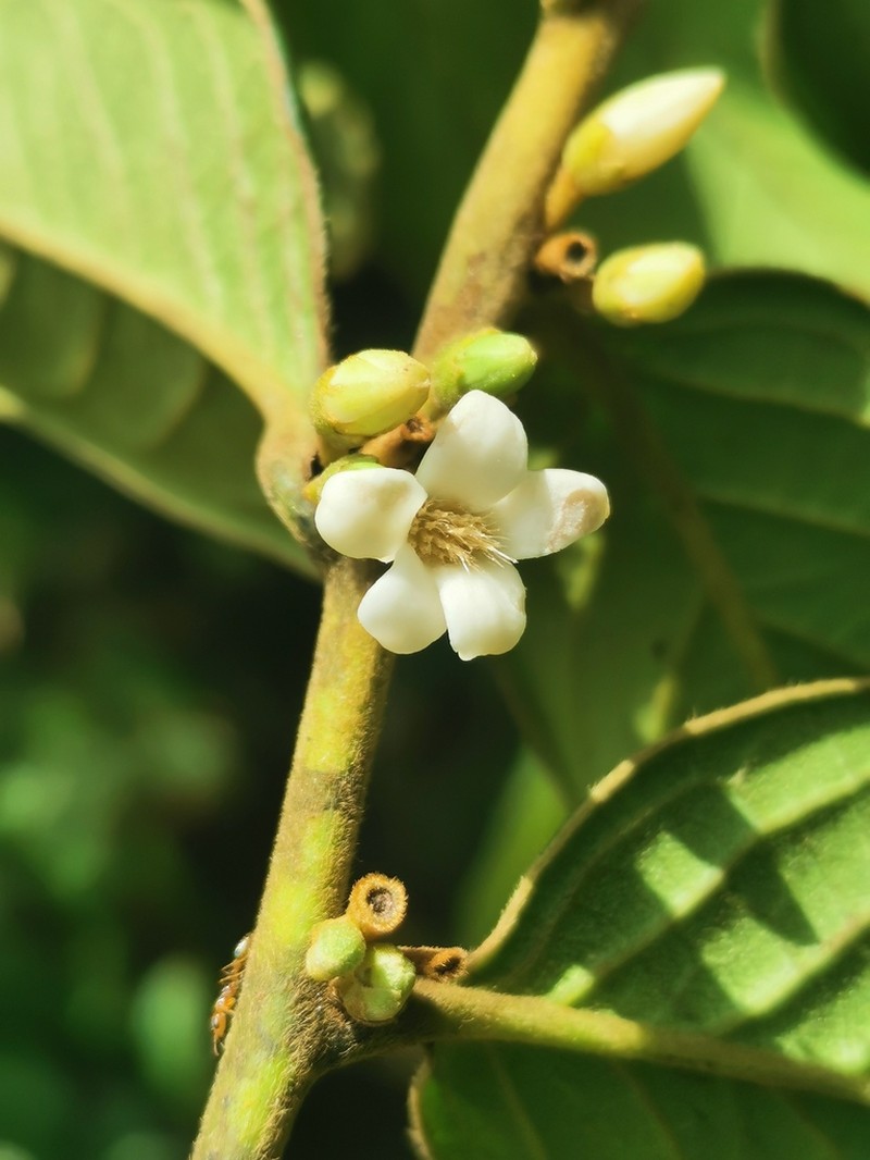 Diospyros artanthifolia photo 3