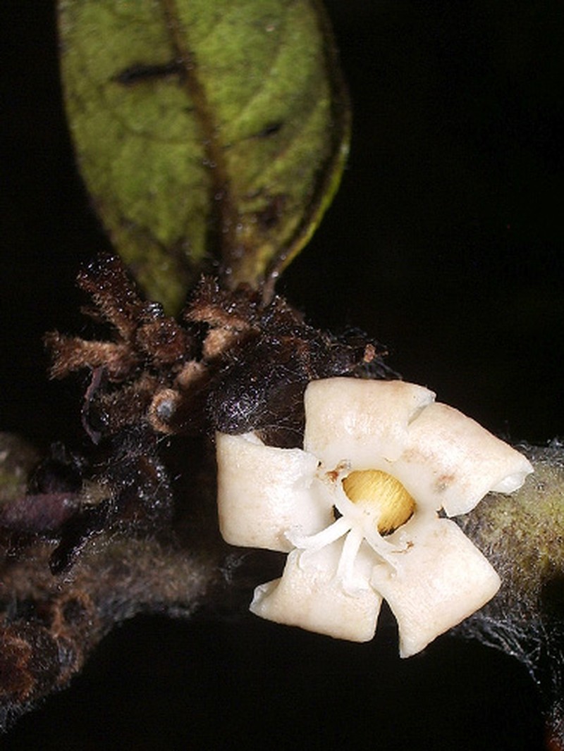 Diospyros artanthifolia photo 6