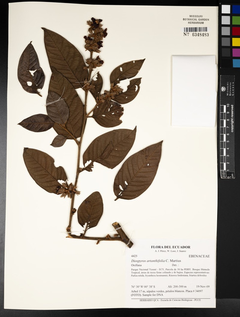 Diospyros artanthifolia photo 7