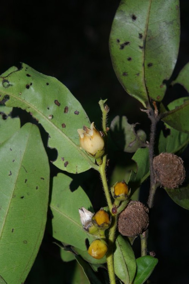 Diospyros artanthifolia photo 8