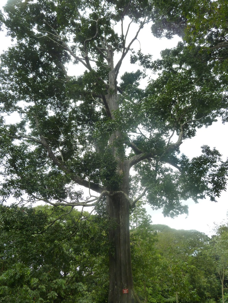 Diospyros atrata