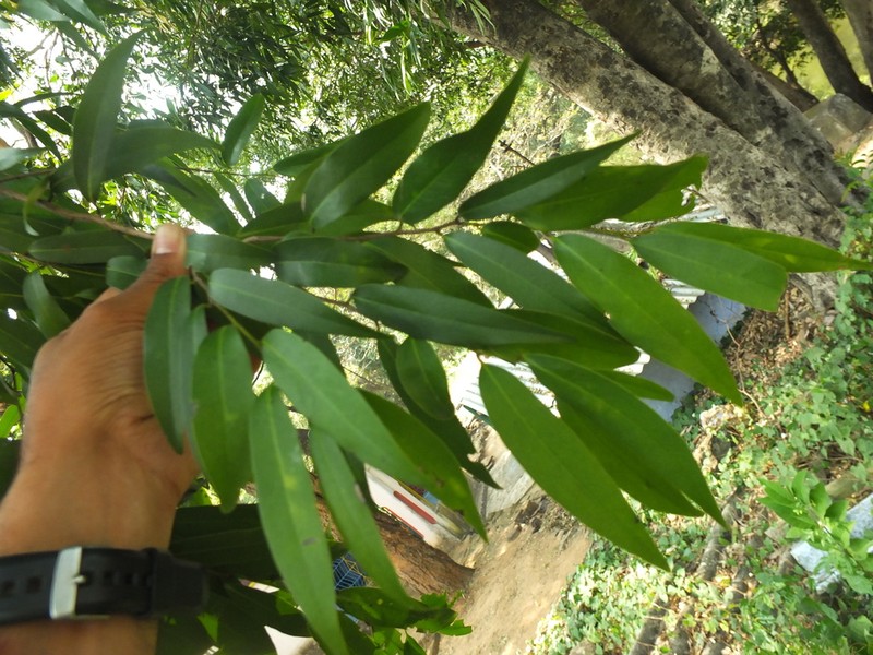 Diospyros atrata photo 2