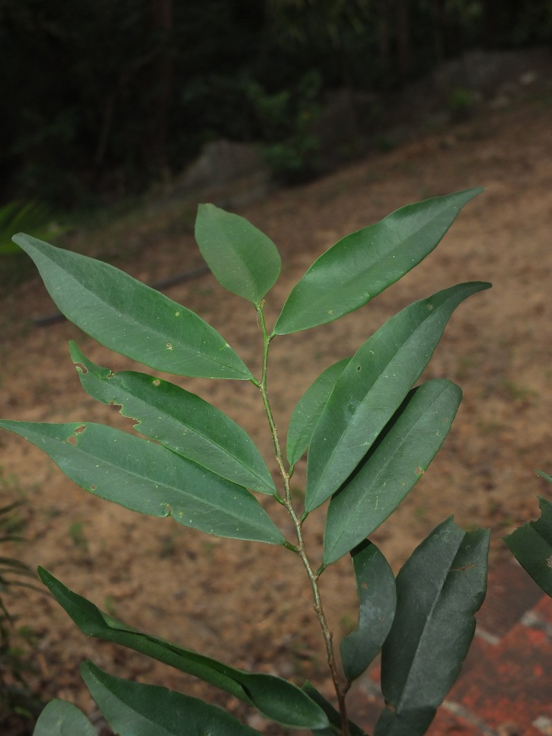 Diospyros atrata photo 4