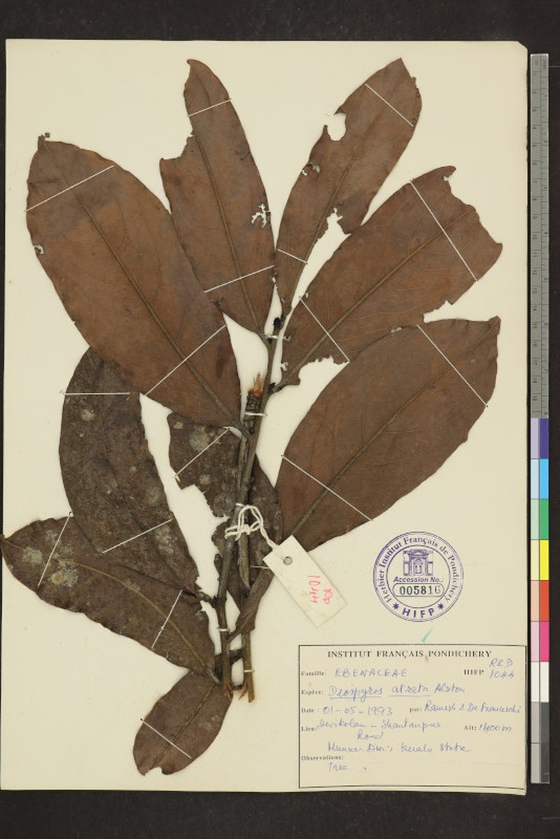 Diospyros atrata photo 6