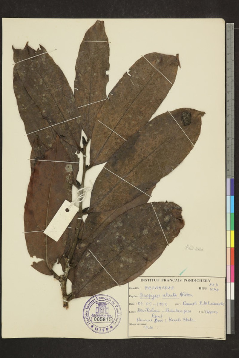 Diospyros atrata photo 7