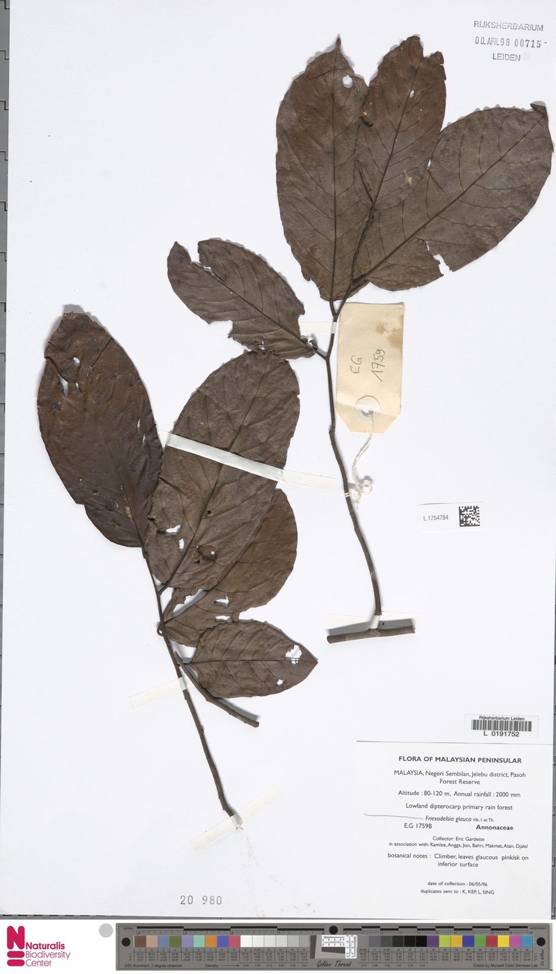 Diospyros aurea