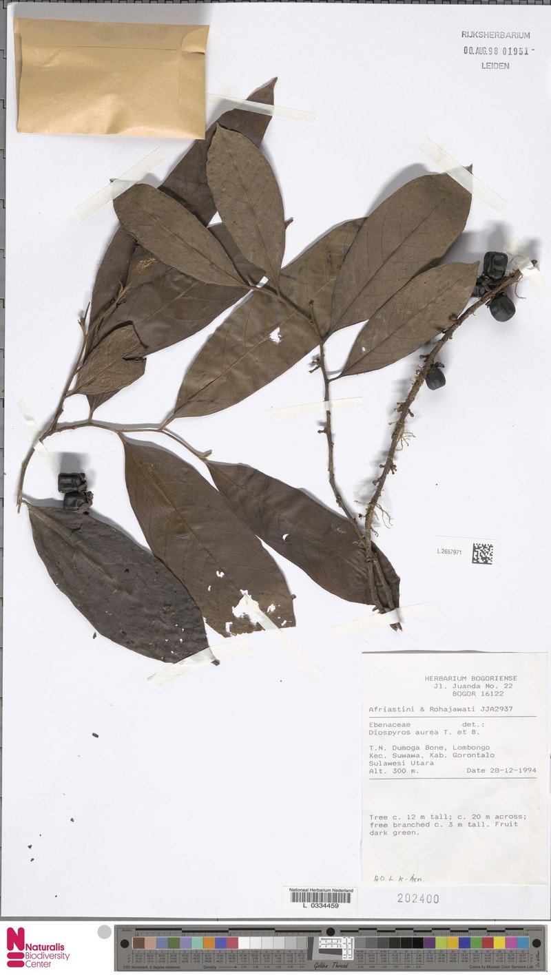 Diospyros aurea photo 2