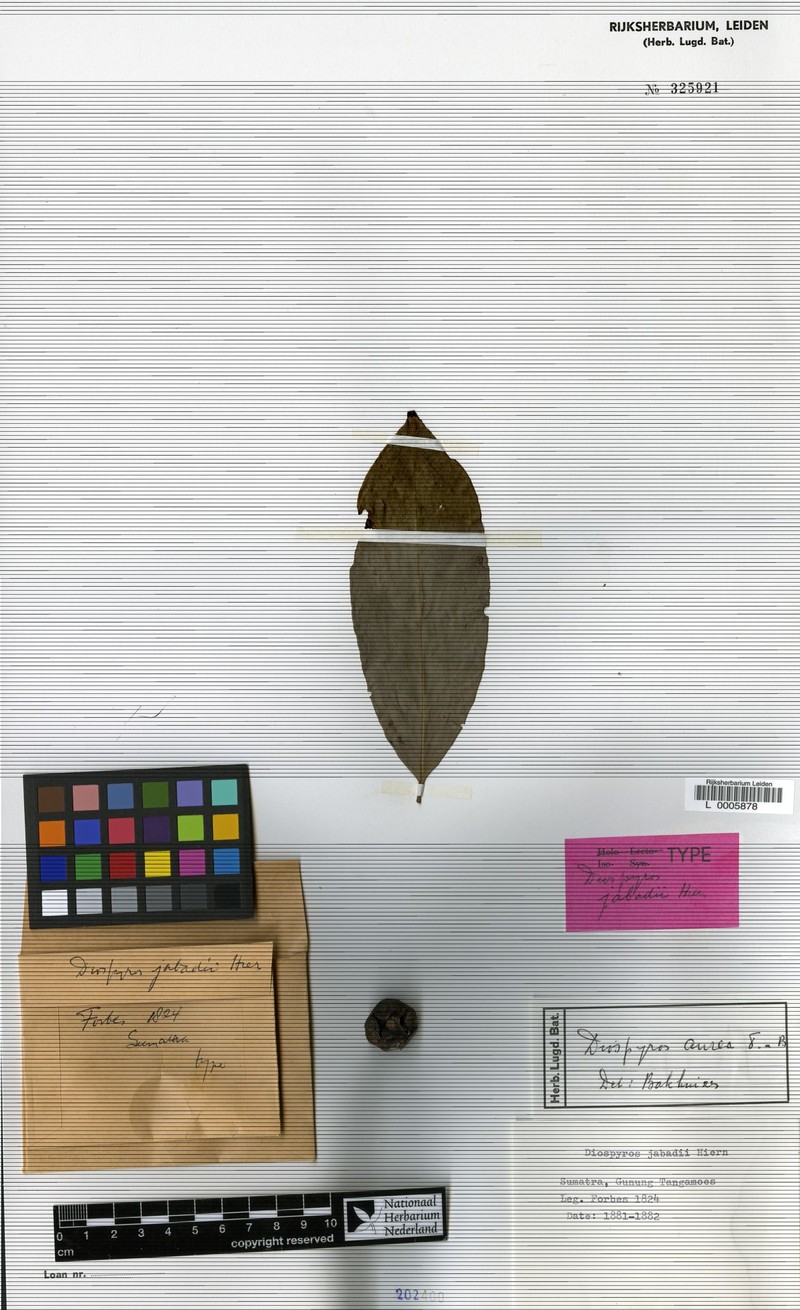 Diospyros aurea photo 3