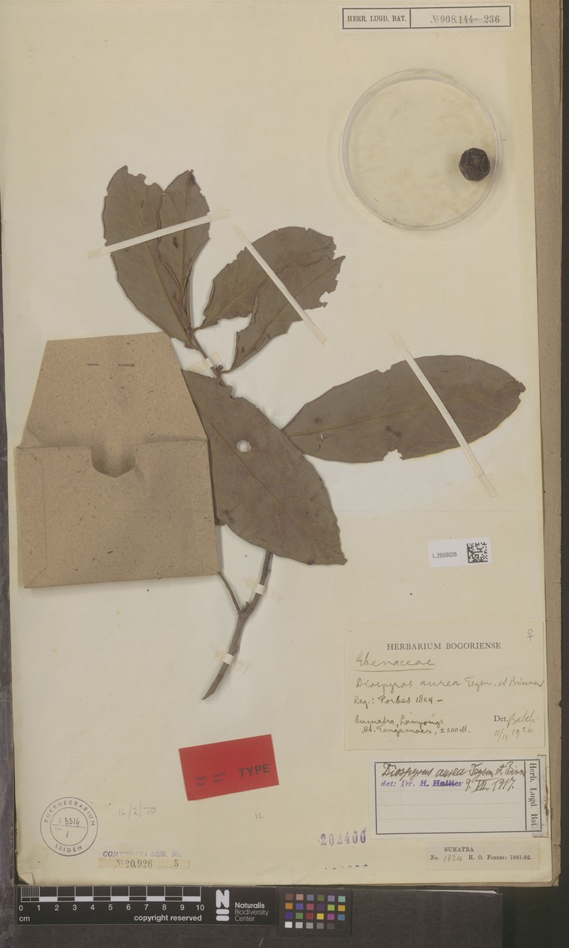 Diospyros aurea photo 4