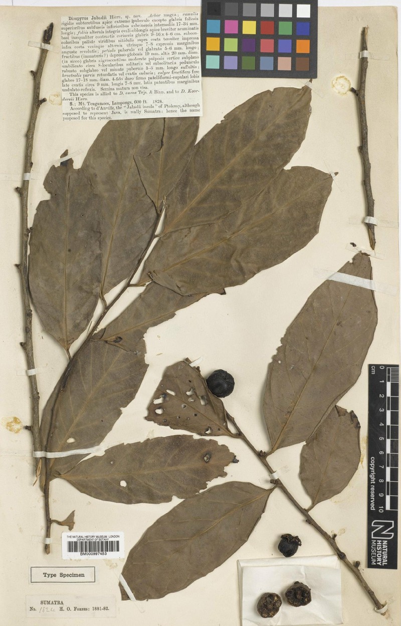 Diospyros aurea photo 5