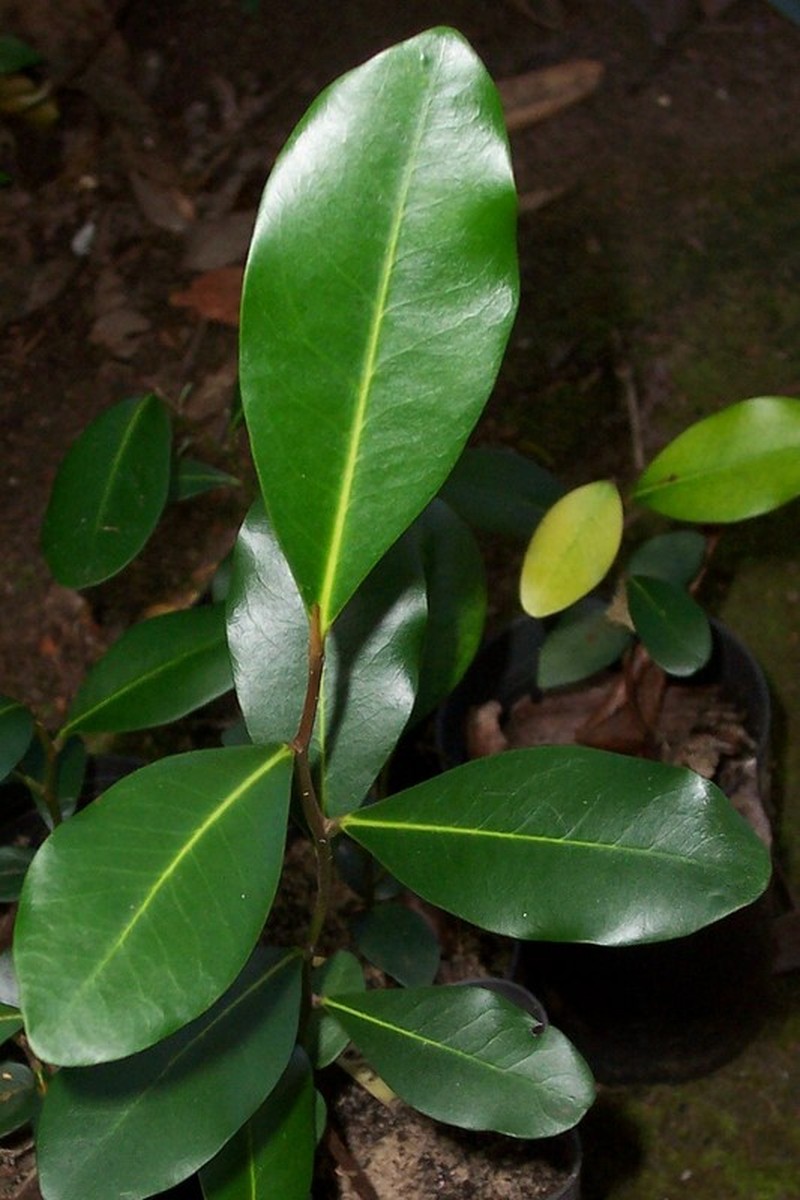 Diospyros australis