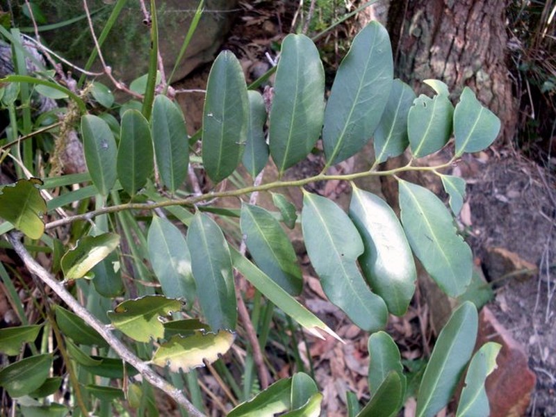 Diospyros australis photo 2