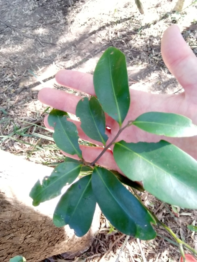 Diospyros australis photo 3